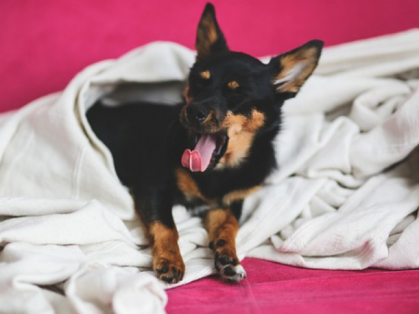 Do you yawn throughout the day?