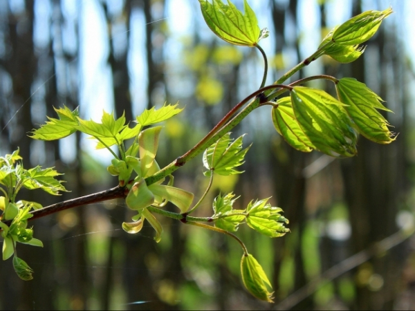 How many trees or bushes would you say you've planted in your life?