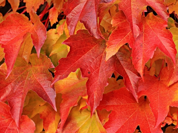 First things first, is fall your favorite season?