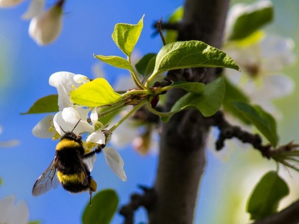 You see a bumble bee! What do you do?