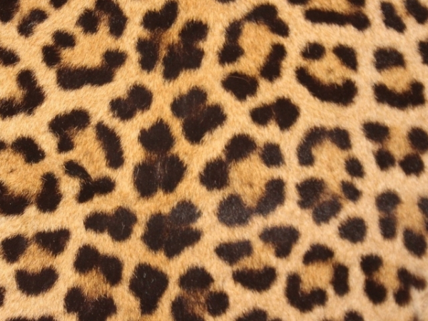 Choose an animal print to wear.