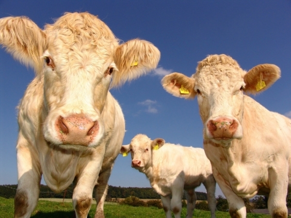 What are cattle best for?