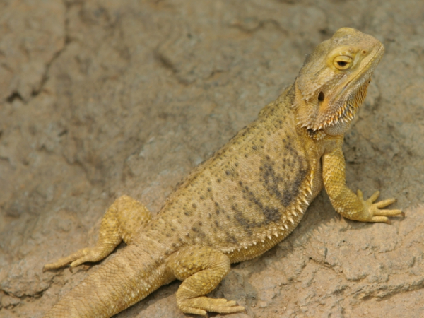 What's the scientific name for a bearded dragon?