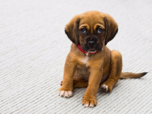 What usually happens if you approach your dog while they're eating?