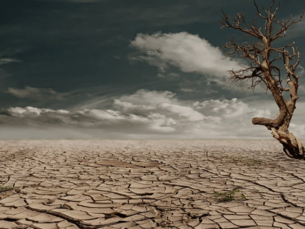 You're walking through the desert when suddenly you see a tree. How big is the tree?