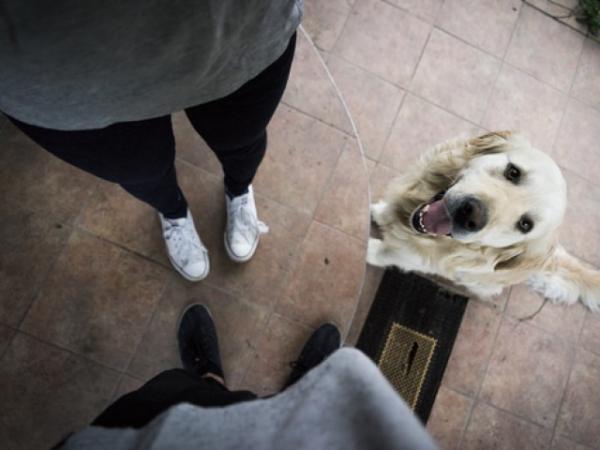 Does your pet always greet you when you come home?