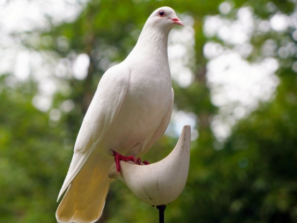 What's the first thing you think when you see a dove?