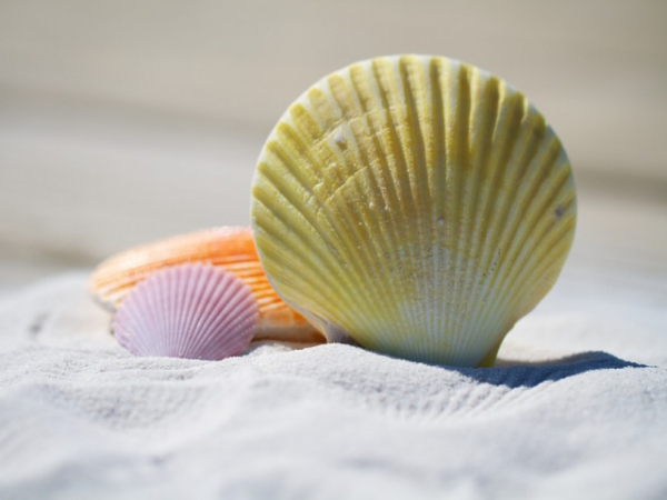 What word would you use to describe a shell?