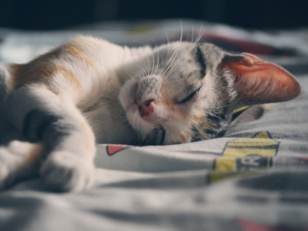 Are you prone to indulging in a nice cat nap everyday?