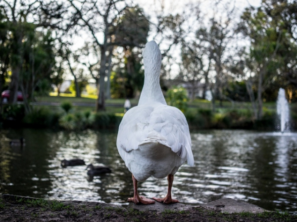 How tempted are you to push this duck in the water?