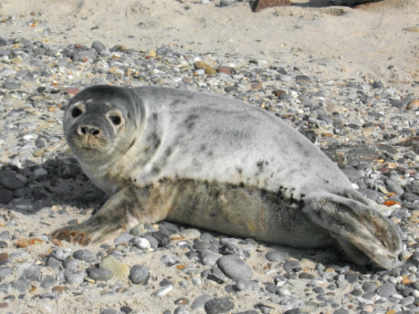 What's the scientific name for a grey seal?