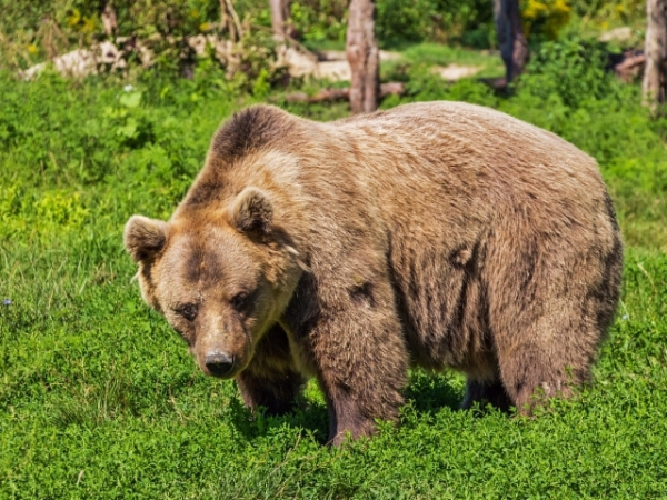 You've just encountered a bear while hiking. What's your plan?