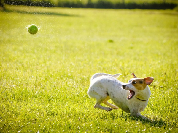 Which animal best describes your work ethic?