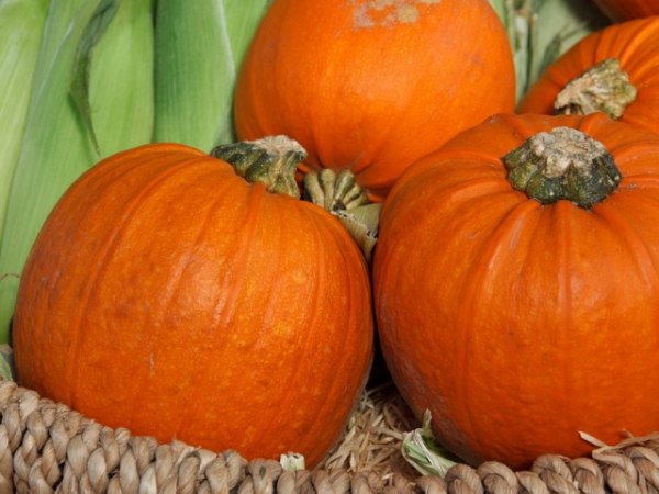 What is your favorite Fall food?