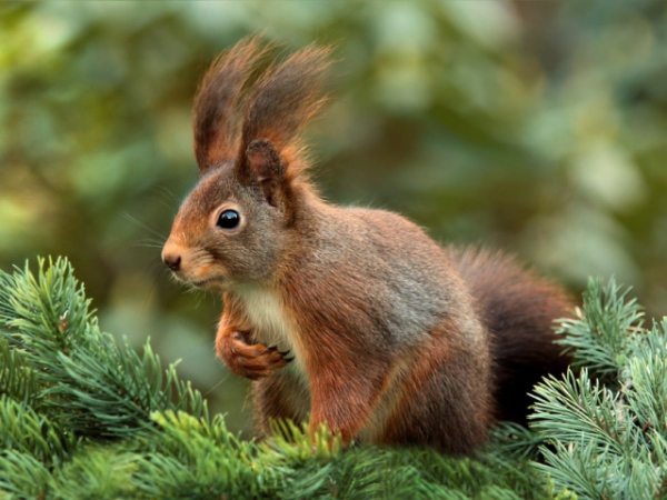 If you were to accidentally hit an animal on the road, how would you feel?