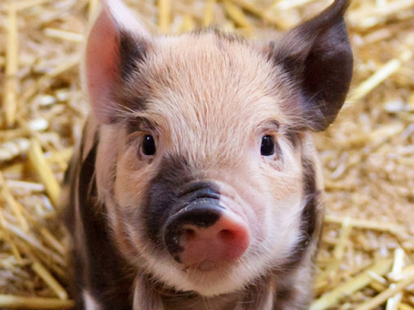 Choose a baby farm animal!