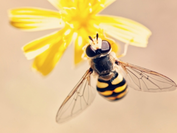 You see a few bees buzzing around your picnic. How do you feel?