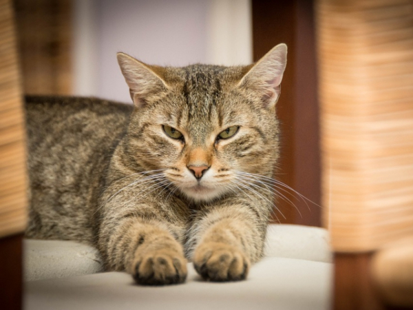 How does your pet greet you when you get home at night?