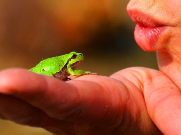 How many frogs have you kissed?