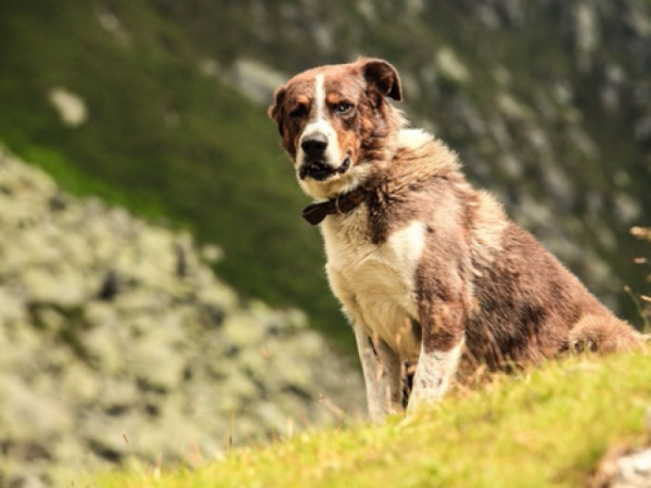 How are your dog's ears laying most of the time?