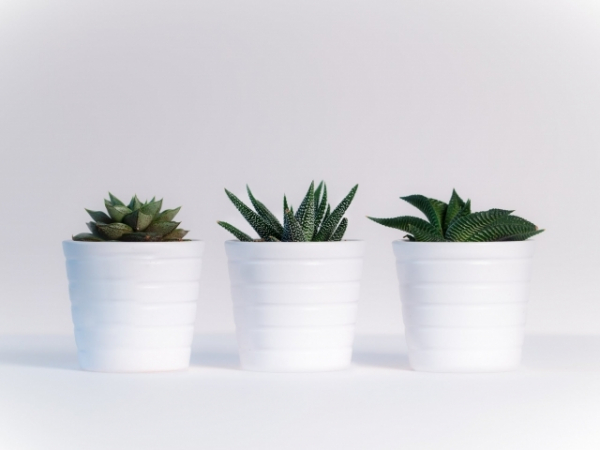 Take a look around your room. How many houseplants do you have?