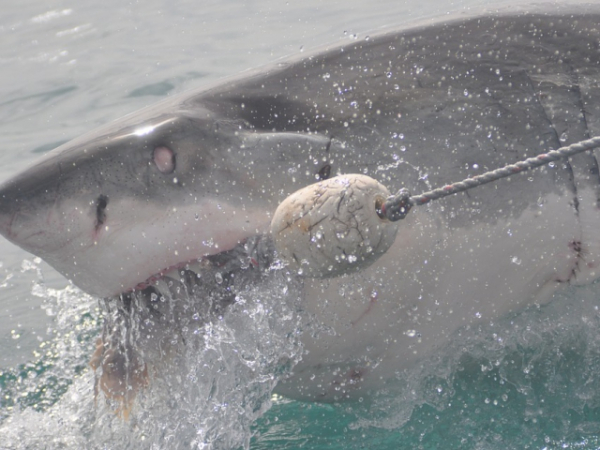 Imagine you are in a sinking rowboat surrounded by sharks. How would you survive?