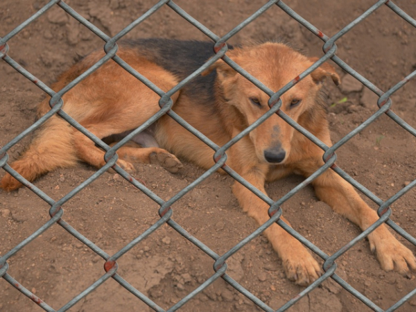 Would you ever consider adopting from an animal shelter?