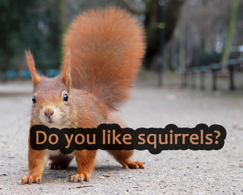 Do you like squirrels?