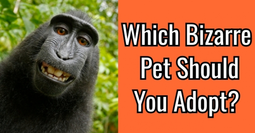 Which Bizarre Pet Should You Adopt?