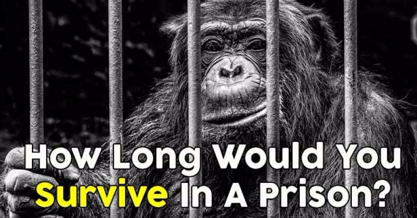 How Long Would You Survive In A Prison?