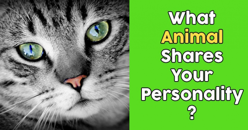 What Animal Shares Your Personality?