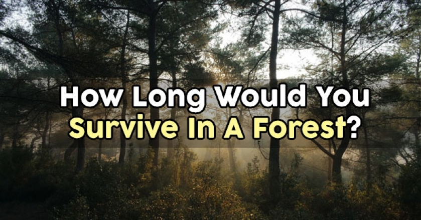 How Long Would You Survive In A Forest?