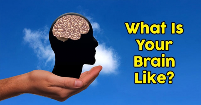 What Is Your Brain Like?