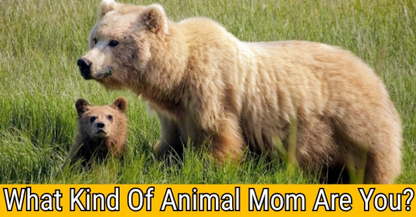 What Kind Of Animal Mom Are You?