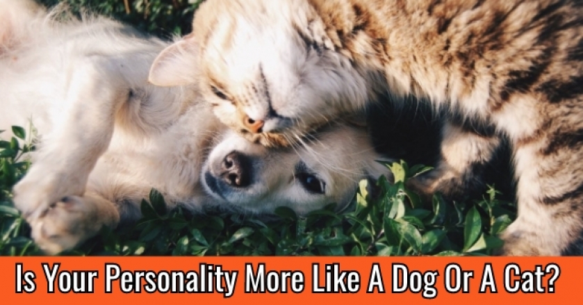 Is Your Personality More Like A Dog Or A Cat?