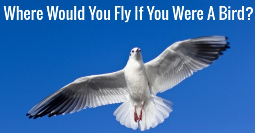 Where Would You Fly If You Were A Bird?