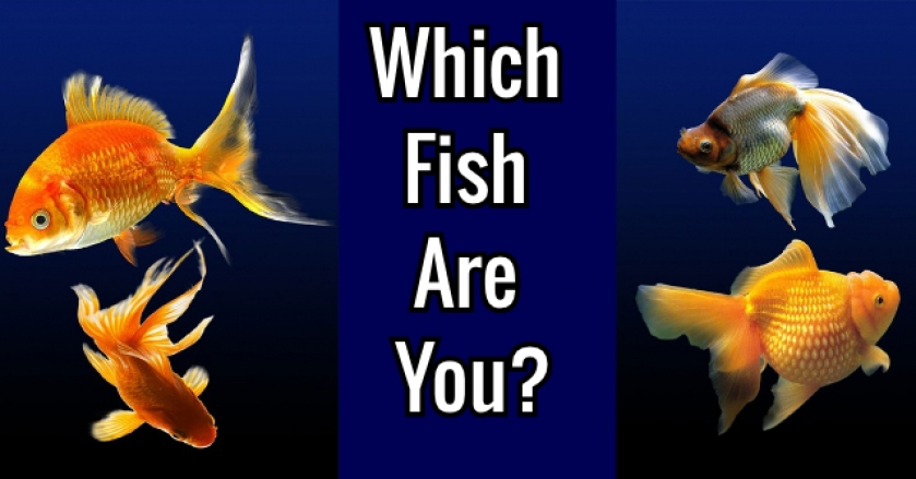 Which Fish Are You?