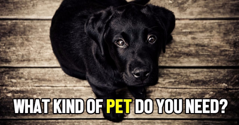 What Kind of Pet Do You Need?