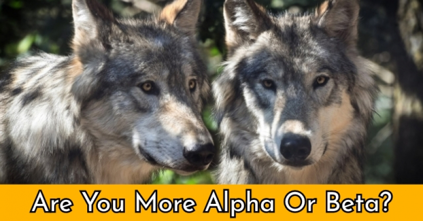 Are You More Alpha Or Beta?