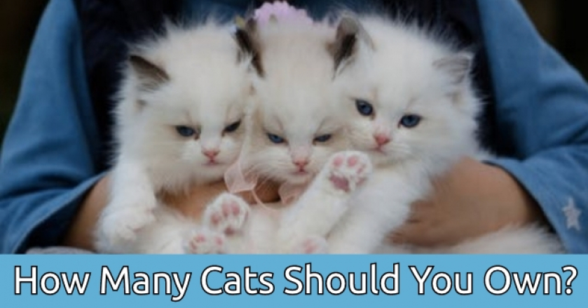 How Many Cats Should You Own?