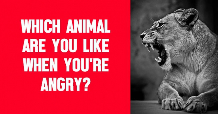 Which Animal Are You Like When You’re Angry?