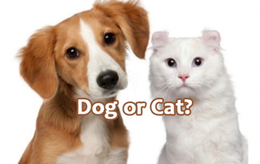 Are you a dog or cat person ?