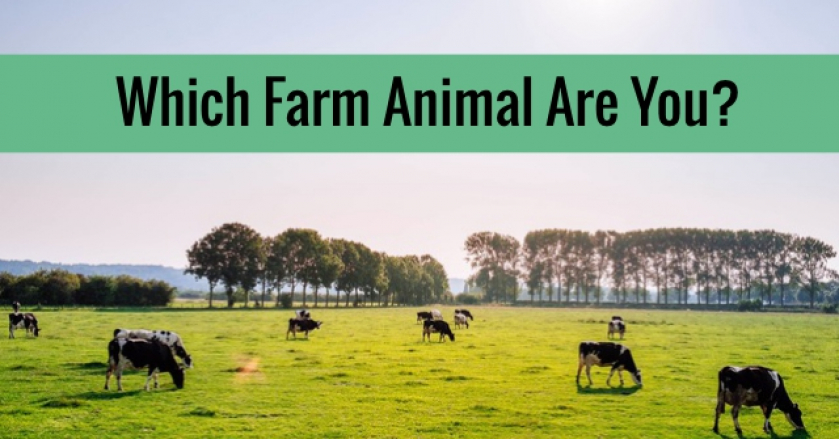 Which Farm Animal Are You?