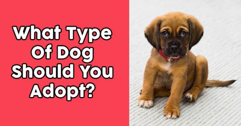 What Type Of Dog Should You Adopt?