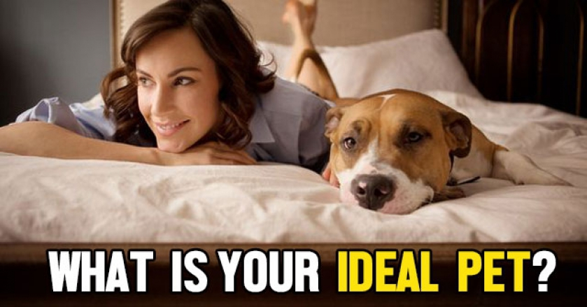 What is Your Ideal Pet?