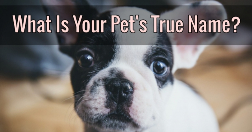 What Is Your Pet’s True Name?