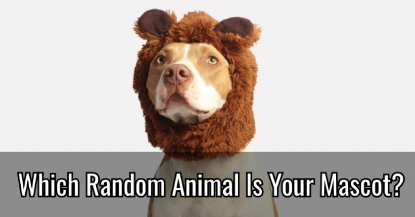 Which Random Animal Is Your Mascot?