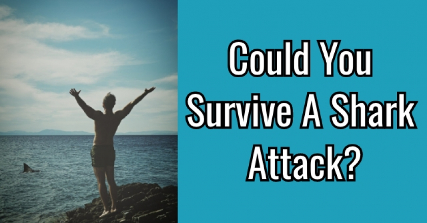 Could you Survive A Shark Attack?