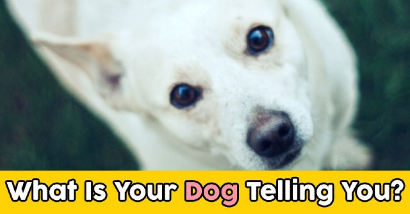 What Is Your Dog Telling You?