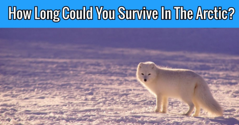 How Long Could You Survive In The Arctic?